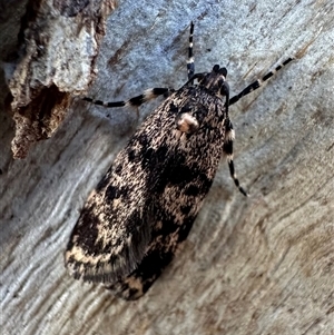 Barea codrella (A concealer moth) at Ainslie, ACT by Pirom