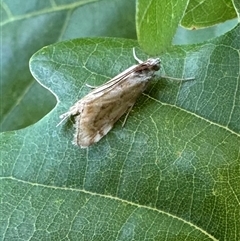 Hellula hydralis (Cabbage Centre Moth) at Ainslie, ACT - 21 Dec 2024 by Pirom