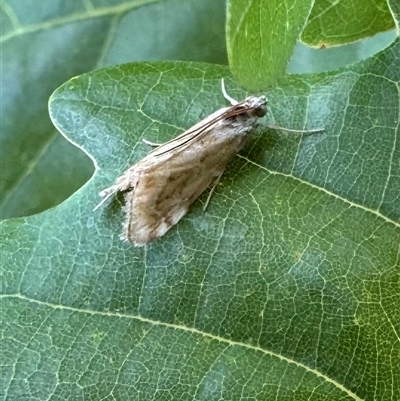 Hellula hydralis (Cabbage Centre Moth) at Ainslie, ACT - 21 Dec 2024 by Pirom