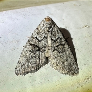 Uraba lugens (Gumleaf Skeletonizer) at Ainslie, ACT by Pirom