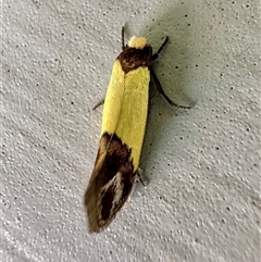 Edosa xystidophora (Tineid moth) at Ainslie, ACT - 23 Dec 2024 by Pirom