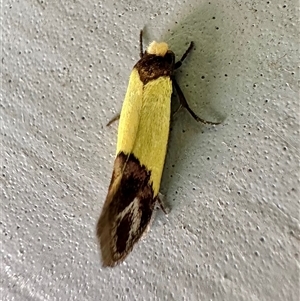 Edosa xystidophora (Tineid moth) at Ainslie, ACT by Pirom