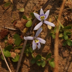 Isotoma fluviatilis subsp. australis (Swamp Isotome) at Gundaroo, NSW - 21 Dec 2024 by ConBoekel