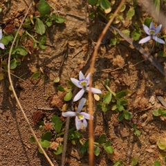 Isotoma fluviatilis subsp. australis at Gundaroo, NSW - 21 Dec 2024 09:50 AM