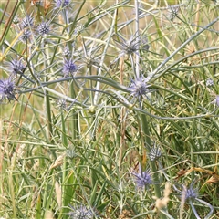 Eryngium ovinum (Blue Devil) at Gundaroo, NSW - 20 Dec 2024 by ConBoekel