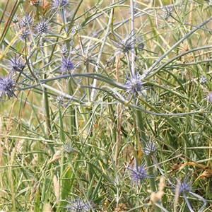 Eryngium ovinum at Gundaroo, NSW - 21 Dec 2024