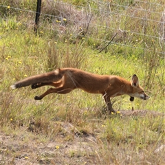 Vulpes vulpes (Red Fox) at Gundaroo, NSW - 21 Dec 2024 by ConBoekel