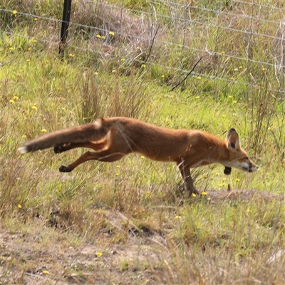Vulpes vulpes (Red Fox) at Gundaroo, NSW - 21 Dec 2024 by ConBoekel