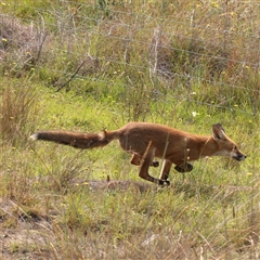 Vulpes vulpes at Gundaroo, NSW - 21 Dec 2024