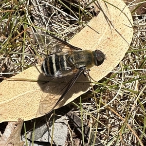 Villa sp. (genus) (Unidentified Villa bee fly) at Ainslie, ACT by Pirom