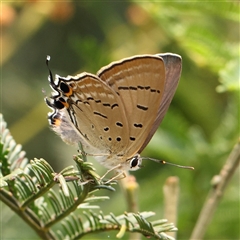 Unidentified Butterfly (Lepidoptera, Rhopalocera) at Gundaroo, NSW - 20 Dec 2024 by ConBoekel