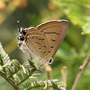 Jalmenus ictinus (Stencilled Hairstreak) at Gundaroo, NSW by ConBoekel