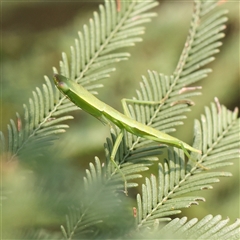 Orthodera ministralis at Gundaroo, NSW - 20 Dec 2024 by ConBoekel