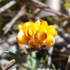 Pultenaea capitellata at Glen Allen, NSW - 3 Nov 2024 by RobG1