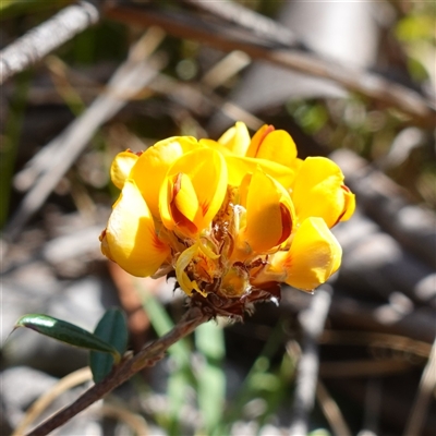 Pultenaea capitellata (Hard-head Bush-pea) at Glen Allen, NSW - 3 Nov 2024 by RobG1