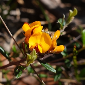 Pultenaea capitellata at Glen Allen, NSW - 3 Nov 2024 02:49 PM