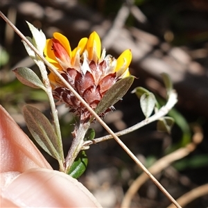 Pultenaea capitellata at Glen Allen, NSW - 3 Nov 2024 02:49 PM