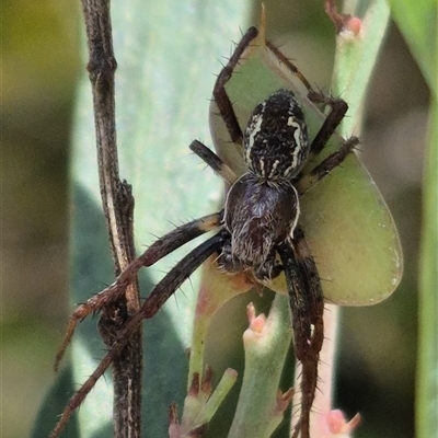 Unverified Orb-weaving spider (several families) at Jingera, NSW - 23 Dec 2024 by clarehoneydove