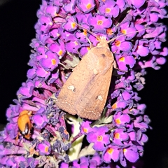 Diarsia intermixta (Chevron Cutworm, Orange Peel Moth.) at Braidwood, NSW - 23 Dec 2024 by MatthewFrawley