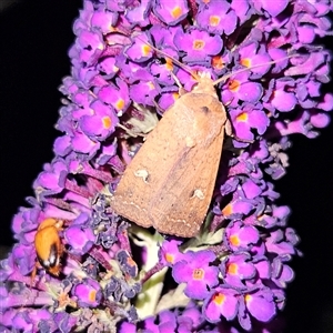 Diarsia intermixta (Chevron Cutworm, Orange Peel Moth.) at Braidwood, NSW by MatthewFrawley