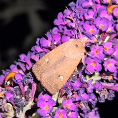 Diarsia intermixta at Braidwood, NSW - 23 Dec 2024