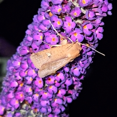 Diarsia intermixta at Braidwood, NSW - 23 Dec 2024 09:10 PM