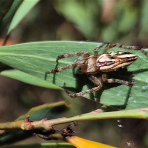 Plebs bradleyi (Enamelled spider) at Jingera, NSW by clarehoneydove