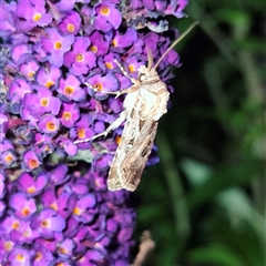 Agrotis munda (Brown Cutworm) at Braidwood, NSW - 23 Dec 2024 by MatthewFrawley