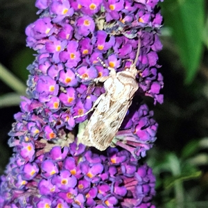 Agrotis munda at Braidwood, NSW - 23 Dec 2024