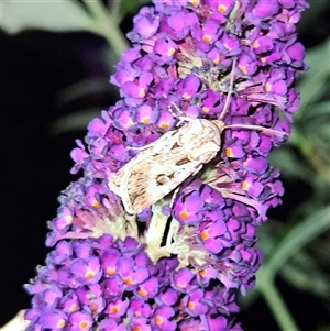 Agrotis munda at Braidwood, NSW - 23 Dec 2024