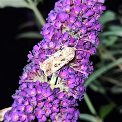 Agrotis munda at Braidwood, NSW - 23 Dec 2024