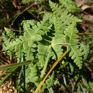 Histiopteris incisa (Bat's-Wing Fern) at Glen Allen, NSW by RobG1