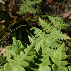 Histiopteris incisa at Glen Allen, NSW - suppressed