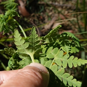 Histiopteris incisa at Glen Allen, NSW - suppressed