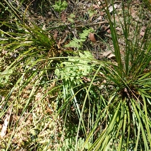 Histiopteris incisa at Glen Allen, NSW - suppressed