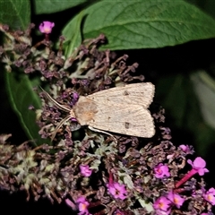 Agrotis porphyricollis (Variable Cutworm) at Braidwood, NSW - 23 Dec 2024 by MatthewFrawley