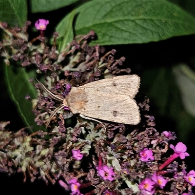 Agrotis porphyricollis (Variable Cutworm) at Braidwood, NSW - 23 Dec 2024 by MatthewFrawley