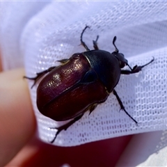 Bisallardiana gymnopleura at Bungonia, NSW - 20 Dec 2024 by KorinneM