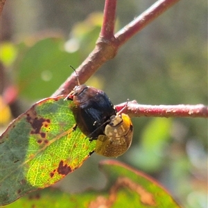 Paropsisterna cloelia at Jingera, NSW - 23 Dec 2024