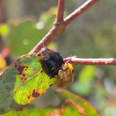 Paropsisterna cloelia (Eucalyptus variegated beetle) at Jingera, NSW - 23 Dec 2024 by clarehoneydove