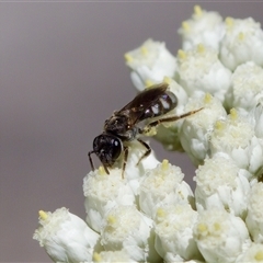 Lasioglossum (Chilalictus) sp. (genus & subgenus) (Halictid bee) at Bungonia, NSW - 20 Dec 2024 by KorinneM