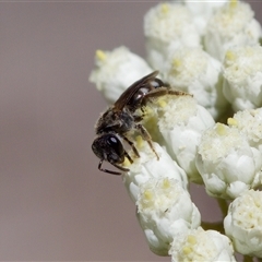 Lasioglossum (Chilalictus) sp. (genus & subgenus) at Bungonia, NSW - 20 Dec 2024 11:58 AM