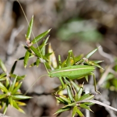 Tinzeda (genus) (A katydid) at Bungonia, NSW - 20 Dec 2024 by KorinneM