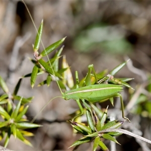 Tinzeda (genus) (A katydid) at Bungonia, NSW by KorinneM