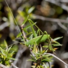 Unidentified at suppressed - 20 Dec 2024