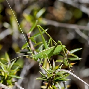 Unidentified at suppressed - 20 Dec 2024