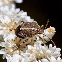 Oncocoris geniculatus (A shield bug) at Bungonia, NSW - 20 Dec 2024 by KorinneM