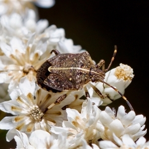 Oncocoris geniculatus at Bungonia, NSW - 20 Dec 2024