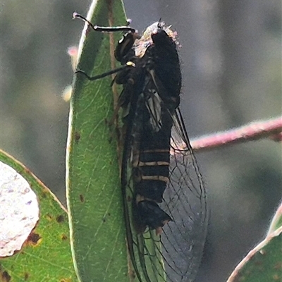 Yoyetta hunterorum (Sydney Treetop Ticker) at Jingera, NSW - 23 Dec 2024 by clarehoneydove