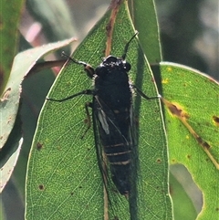 Yoyetta hunterorum at Jingera, NSW - 23 Dec 2024